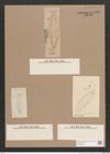 Navicula sp. (de-Toni-Nr.: Genus 1) Zeichnungen Sammlung Grunow Nr. 1557 (NHMW-BOT-W0368010)